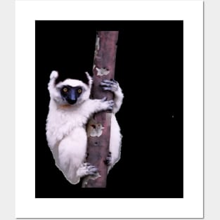 Cute Sifaka Lemur monkey clinging to a tree Posters and Art